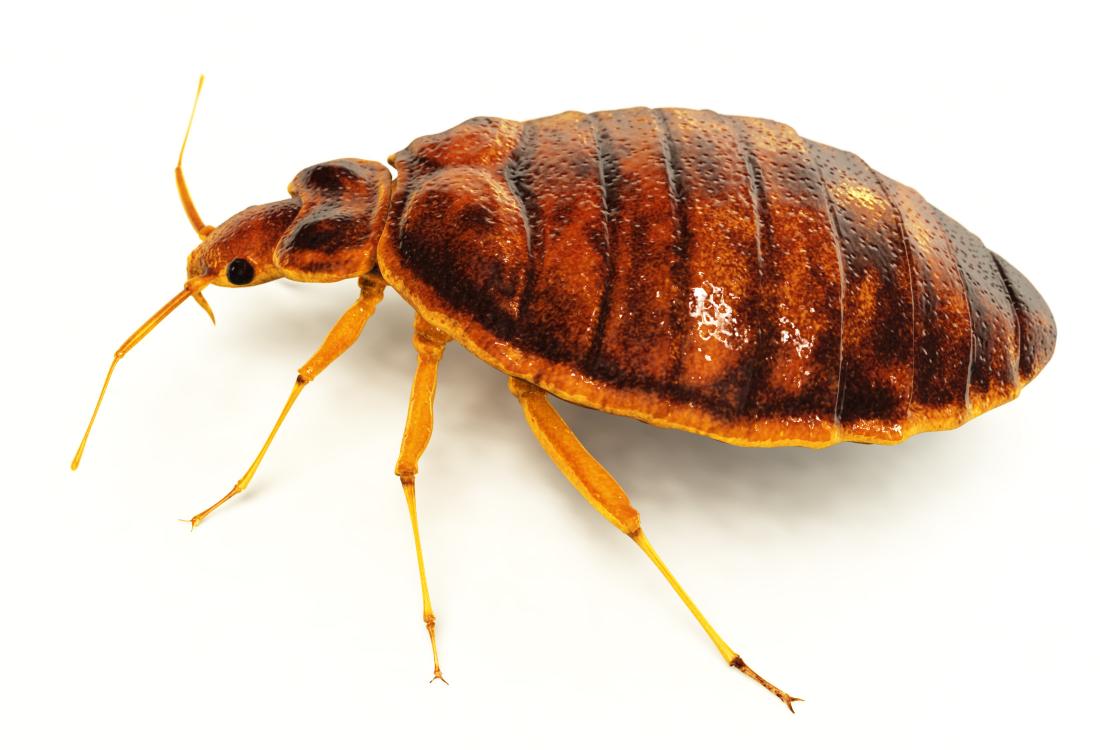 Trusted Bed Bug Control Company in Wisconsin